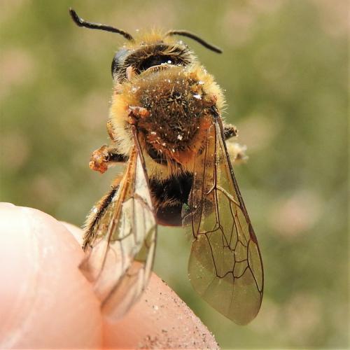 Colletes hederae